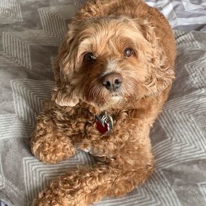 Meet your Posher, Rose gagliano